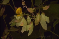 Paracalyx scariosus